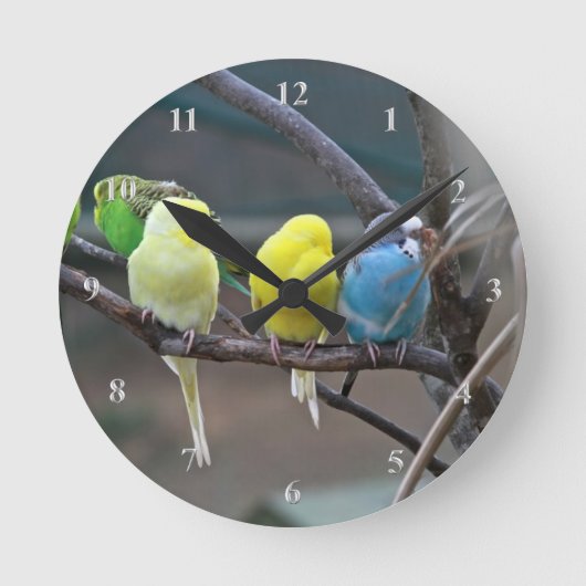 Horloge Ronde Parakeets Budgies Parrots Oiseaux Amateurs d'oisea (Recto)