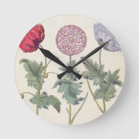Pavots : rubicundis multiplex des albumoris