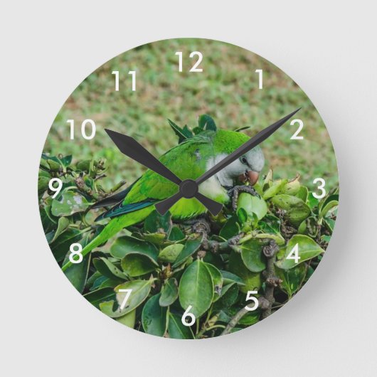Horloge Ronde Perroquet vert (Recto)