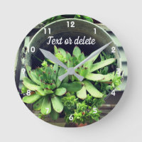 Plantes Succulentes Poules Et Poussins Dans Seau P