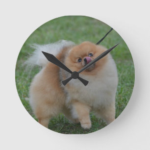 Horloge Ronde Pomeranian mignon