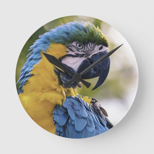 Horloge Ronde Portrait du profil de la perroquet macaw (Recto)
