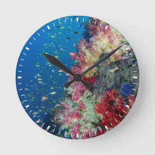 Horloge Ronde Récif de corail sous-marin, Indonésie
