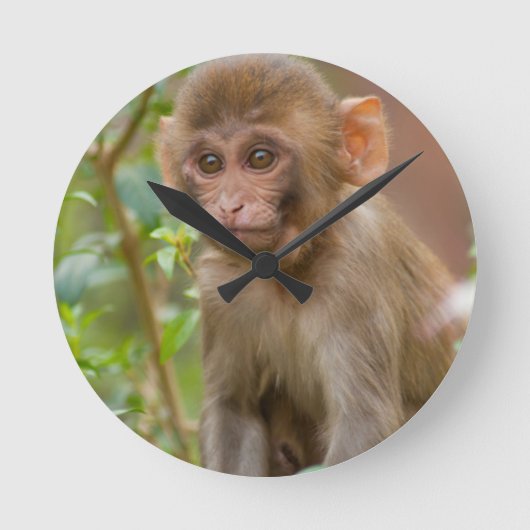 Horloge Ronde Rhesus Monkey Baby, Monkey Temple, Jaipur (Recto)