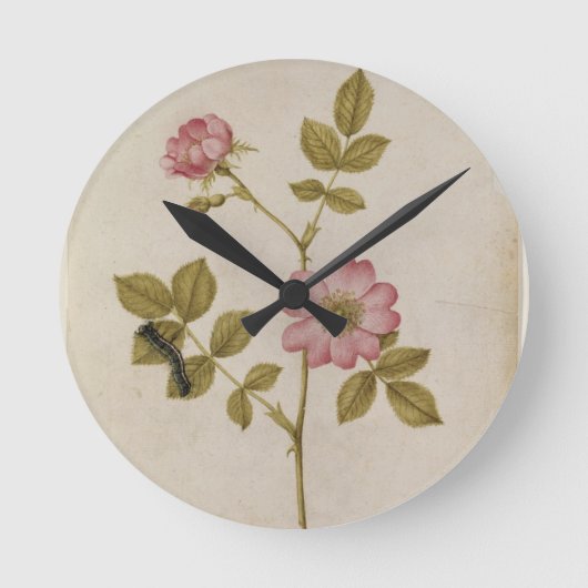 Horloge Ronde Rosa Canina - Dogrose and Caterpillar (pencil & w/ (Recto)