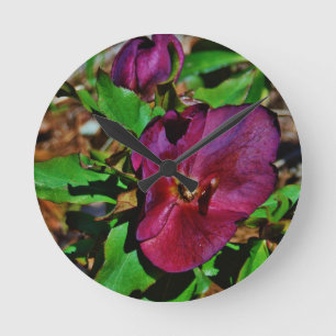 Horloge Ronde Rose Lenten rose de Bourgogne