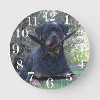 Rottweiler