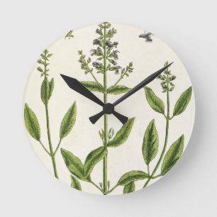Horloge Ronde Salviam de 'A Curious Herbal', 1782 (couleur engr.