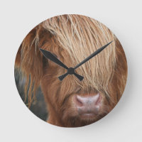 Scottish Highland Cows - Scotland