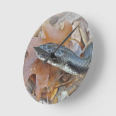 Horloge Ronde Serpent de rat noir - Elaphe obsoleta obsoleta (Angle)