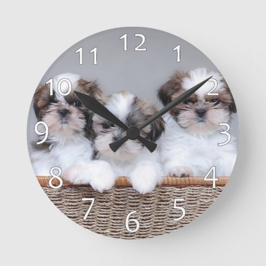 Horloge Ronde Shih Tzu puppies (Recto)