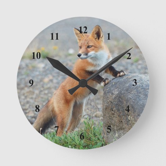 Horloge Ronde Standing red fox (Recto)