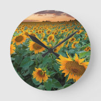 Sunflower Field à Longmont, Colorado
