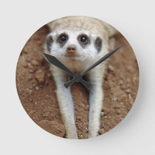 Horloge Ronde Suricate (Suricata Suricatta) se rafraîchissant