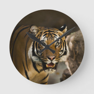 Horloge Ronde Tigre de Sibérie