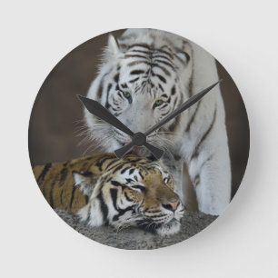 Horloge Ronde Tigres blancs et Brown au repos