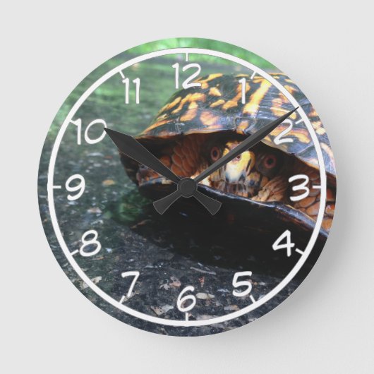 Horloge Ronde Tortue de boîte (Recto)