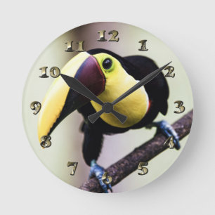 Horloge Ronde Toucan du Costa Rica