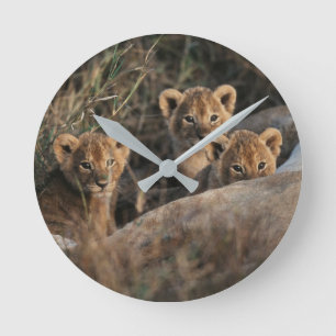 Horloge Ronde Trio de lionceaux avec leur mère