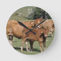 Vache limousine léchant son veau