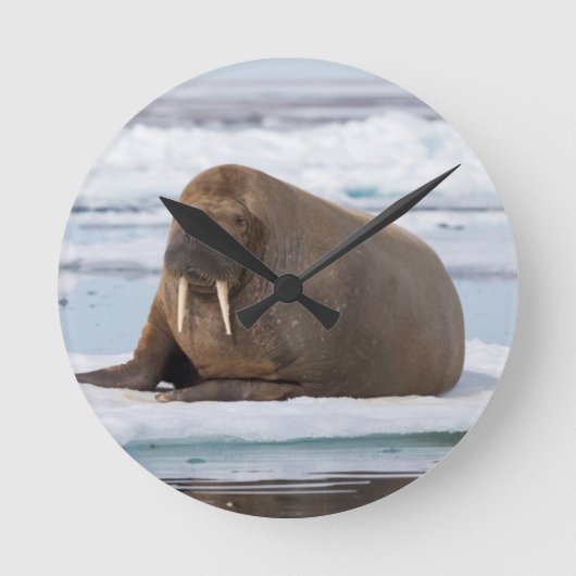 Horloge Ronde Walrus resting on ice, Norway (Recto)