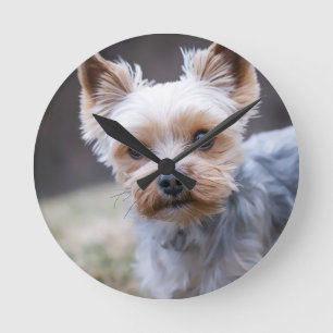 Horloge Ronde Yorkshire terrier, chien, animal de compagnie