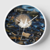 Horloge Shorebird Dines on Clam (Recto)