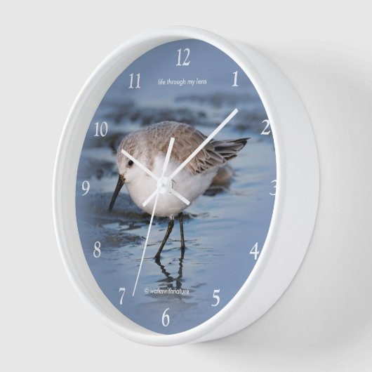 Horloge Shorebird Randing a Winter Beach (Angle)