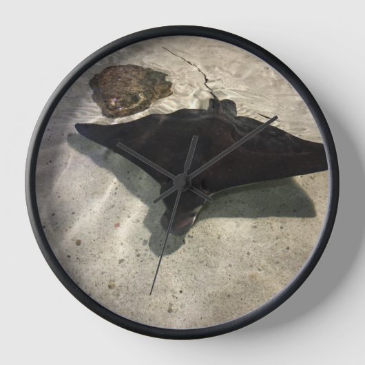 Horloge Stingray (Recto)