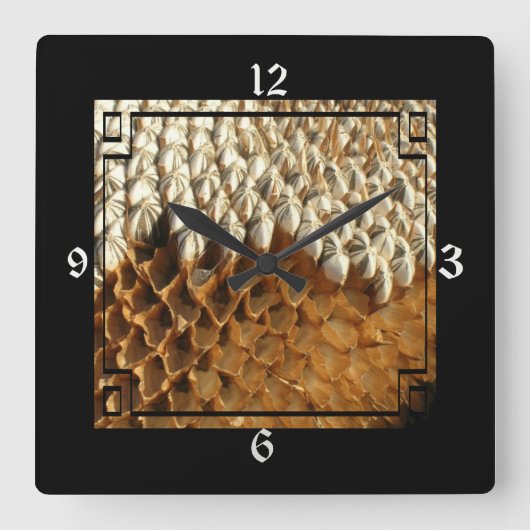 Horloge - Tournesol séché dans le cadre (Recto)