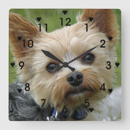 Horloge Yorkie mignonne (Recto)