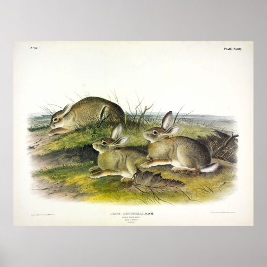Horlogeharing (Lepus Artemesia) van Audubon Poster (Voorkant)