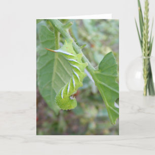 Horn Worm ~ card Kaart