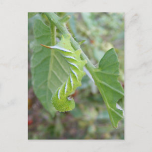 Horn Worm ~ carte postale