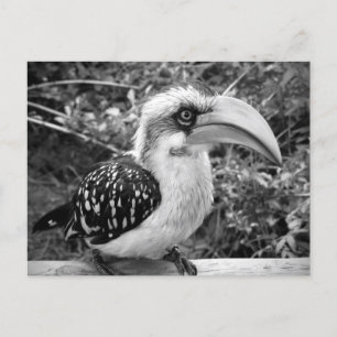 Hornbill vogel dichtbij kijkend naar camera bw briefkaart