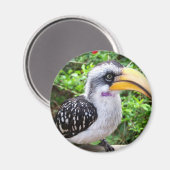 Hornbill vogel dichtbij kijkend naar camera magneet (Voorkant / Achterkant)