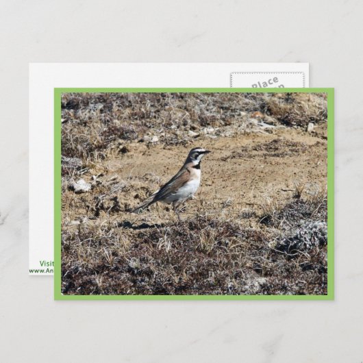 Horned Lark Briefkaart (Voorkant / Achterkant)