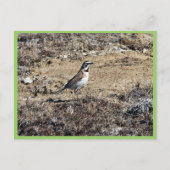 Horned Lark Briefkaart (Voorkant)