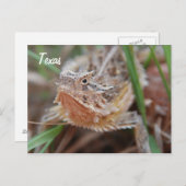 Horned Lizard, Texas Briefkaart (Voorkant / Achterkant)