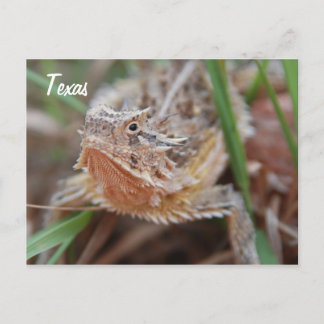 Horned Lizard, Texas Briefkaart