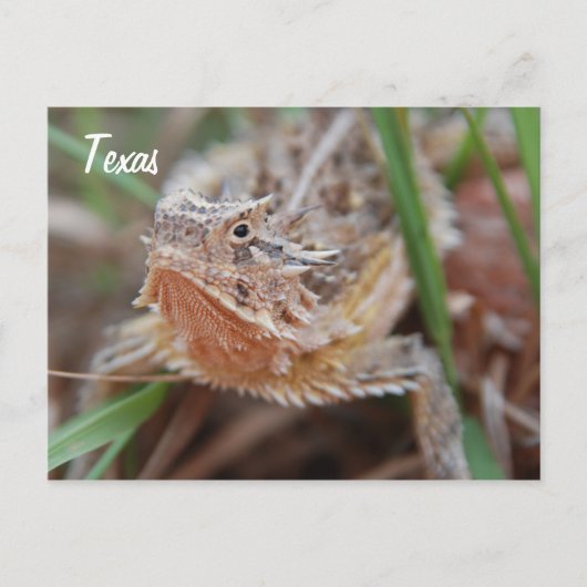 Horned Lizard, Texas Briefkaart (Voorkant)