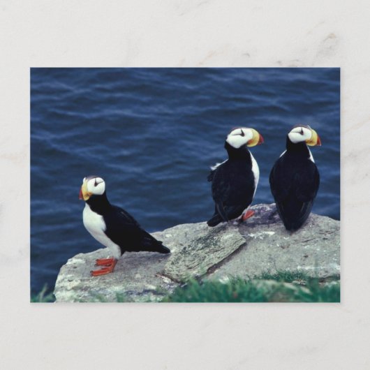 Horned Puffin Trio Briefkaart (Voorkant)