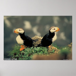 Horned Puffins Poster