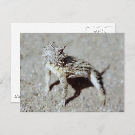 Horned Toad Briefkaart (Voorkant / Achterkant)