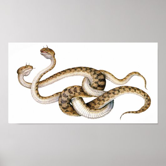 Horned Vipers Poster (Voorkant)