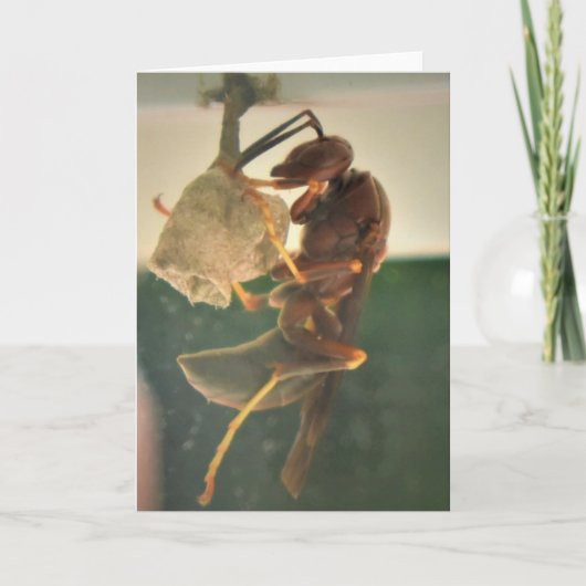 Hornet, carte (Devant)