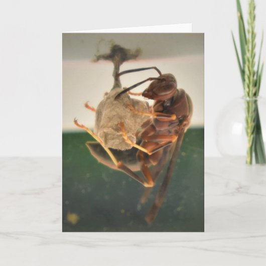 Hornet, carte (Devant)