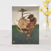 Hornet, carte (Fleur jaune)
