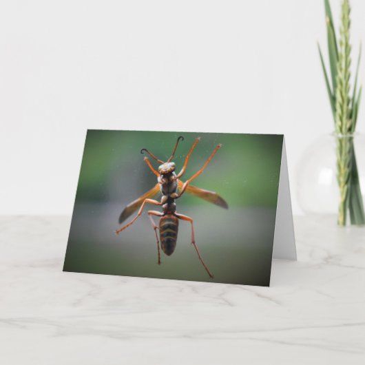 Hornet, carte (Devant)