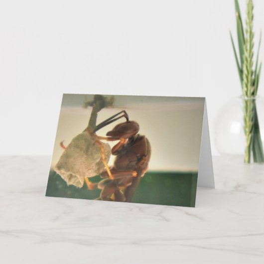 Hornet, carte (Devant)